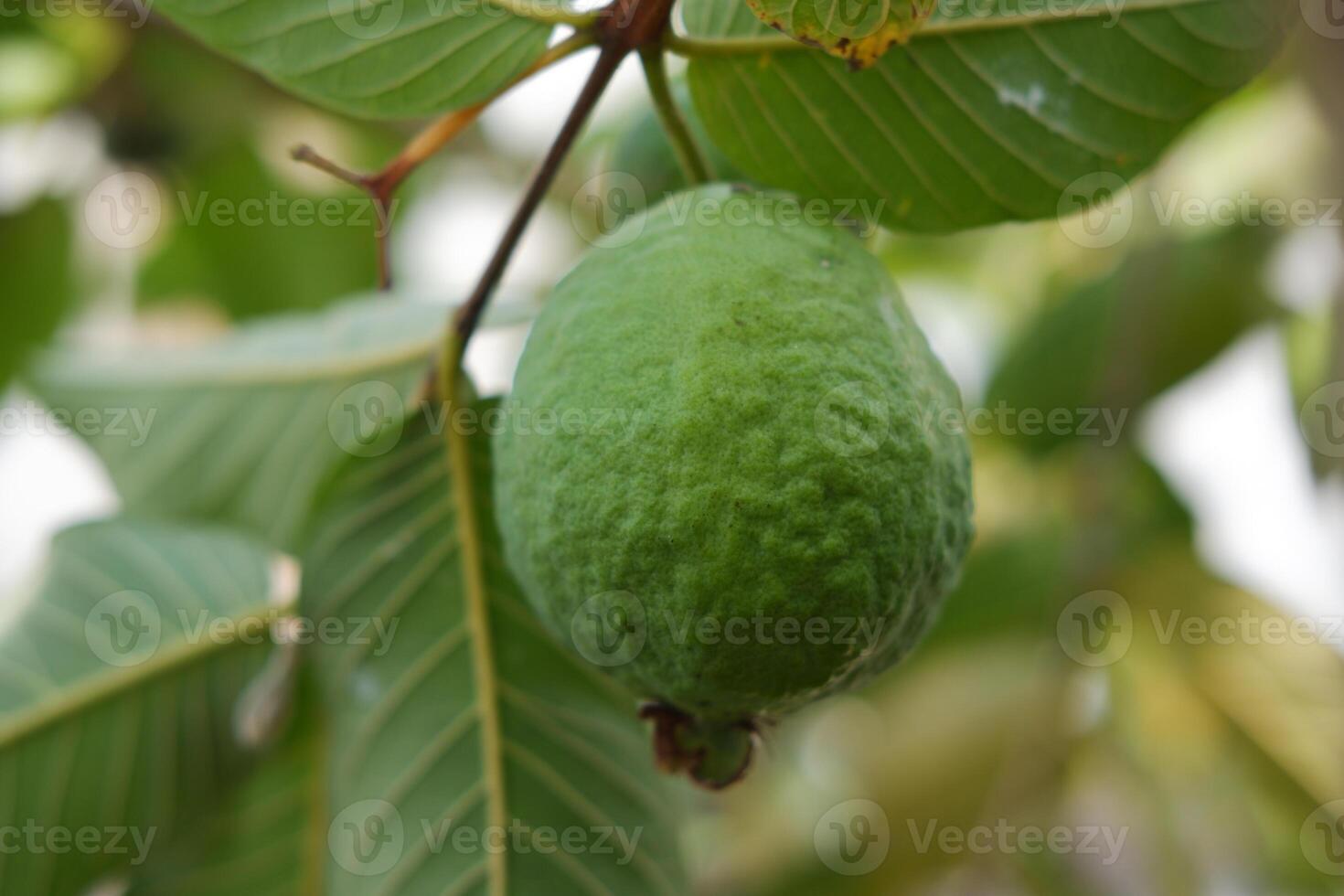 Guava fruit on the tree in the garden with green leaves background photo
