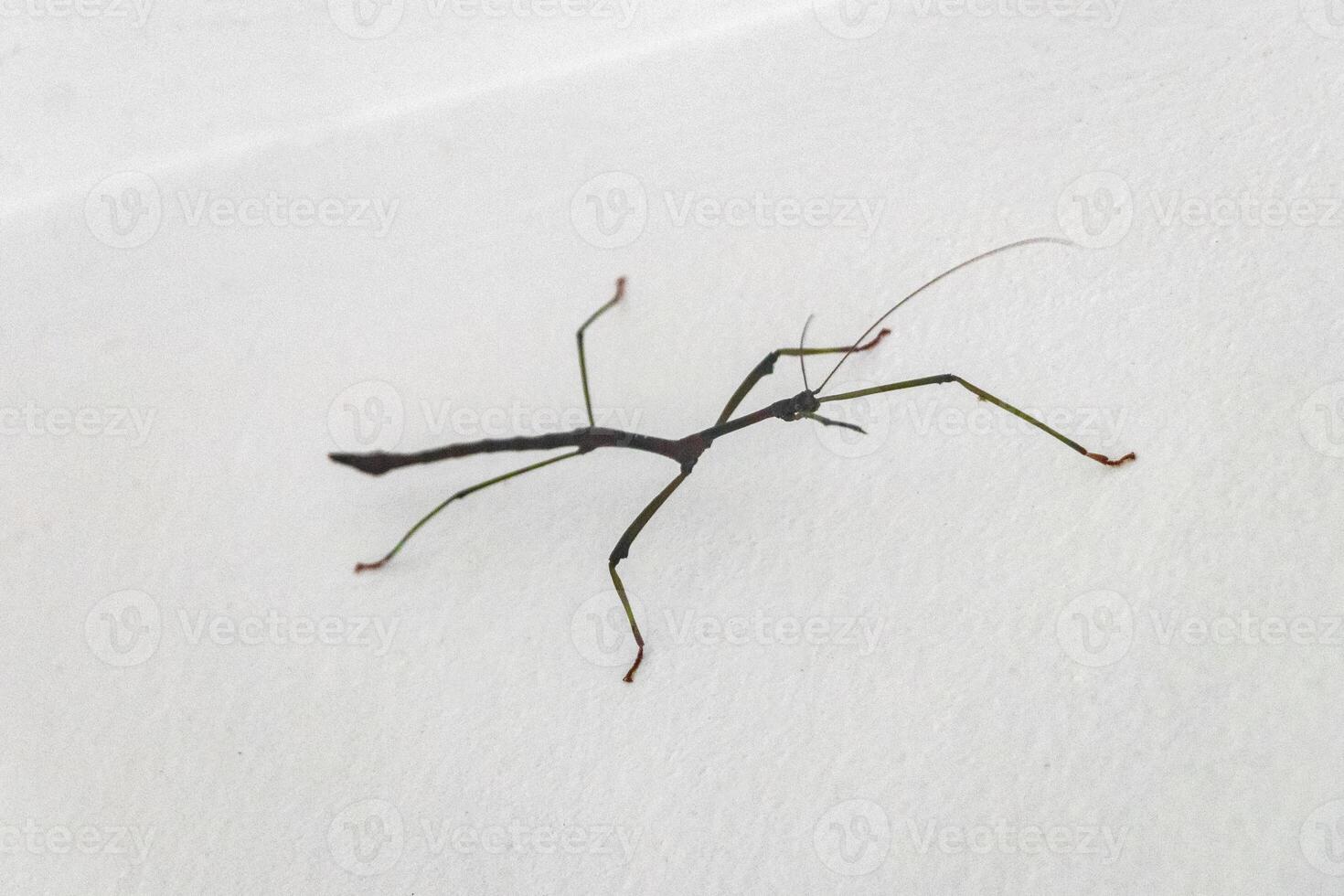 Walking Stick Phasmatodea insect on white wall Krabi Thailand. photo