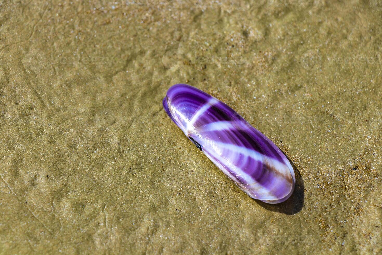 Purple shell on beach sand on Noppharat Thara Beach Thailand. photo