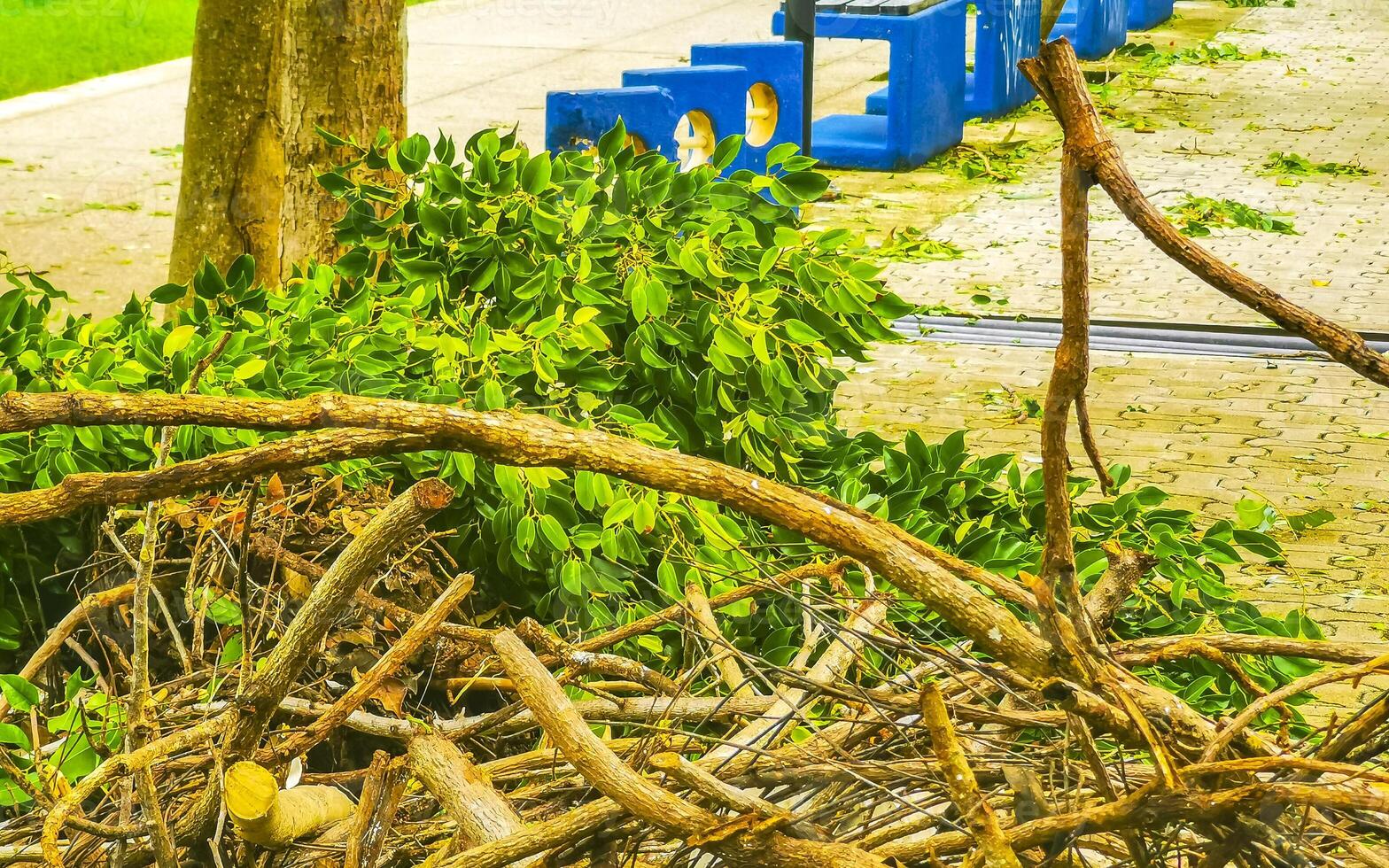 Hurricane 2024 Playa del Carmen Mexico destruction devastation broken trees. photo