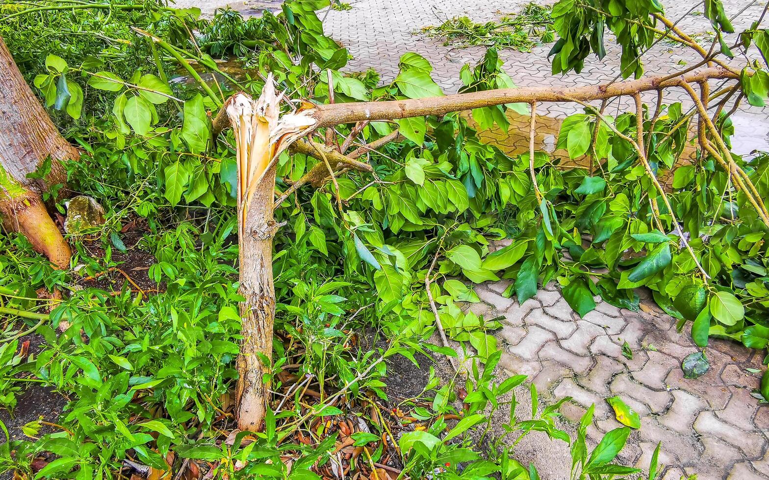 Hurricane 2024 Playa del Carmen Mexico destruction devastation broken trees. photo