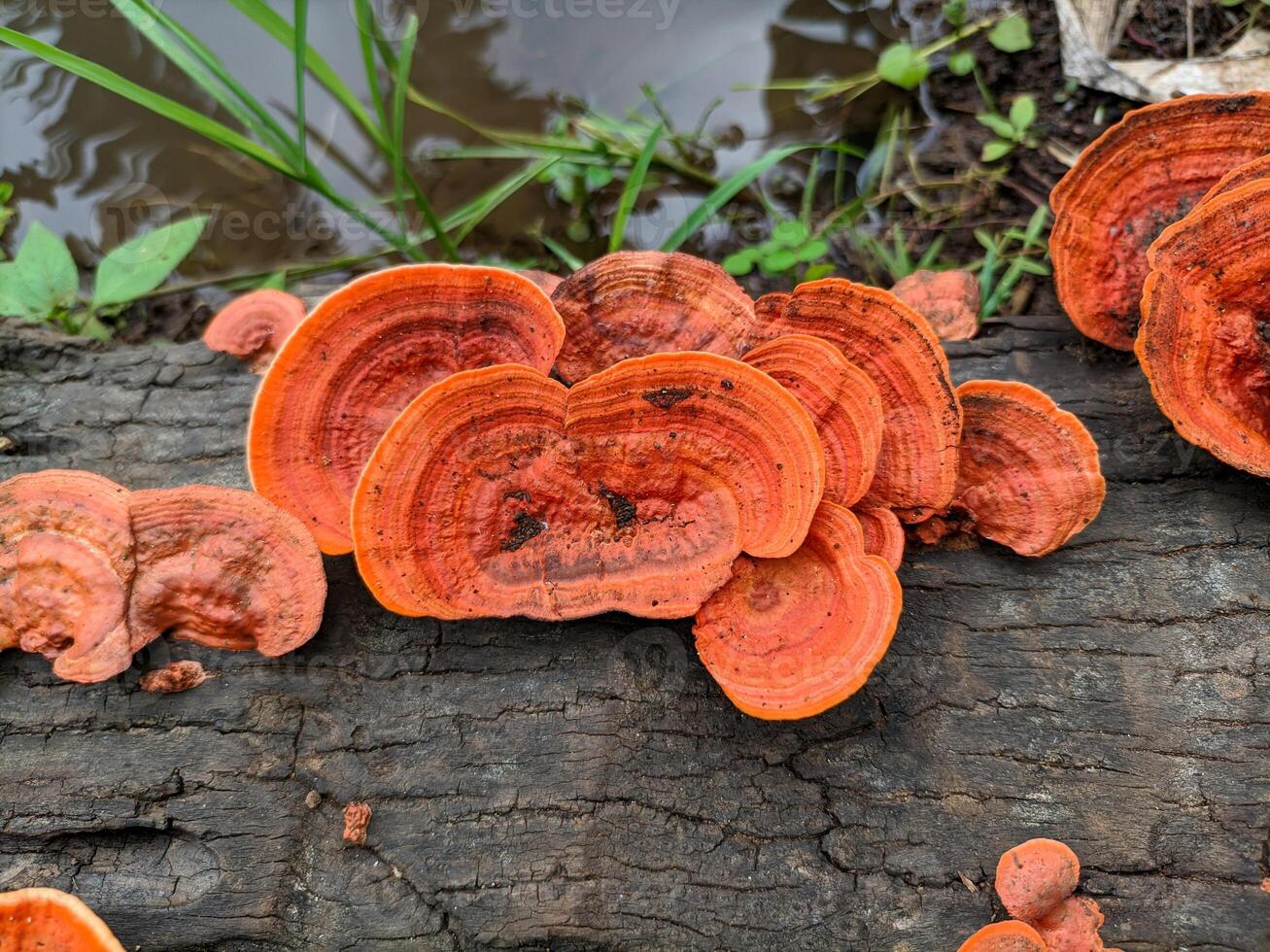 Close Up Of Vibrant Orange Bracket Fungi On A Weathered Log photo