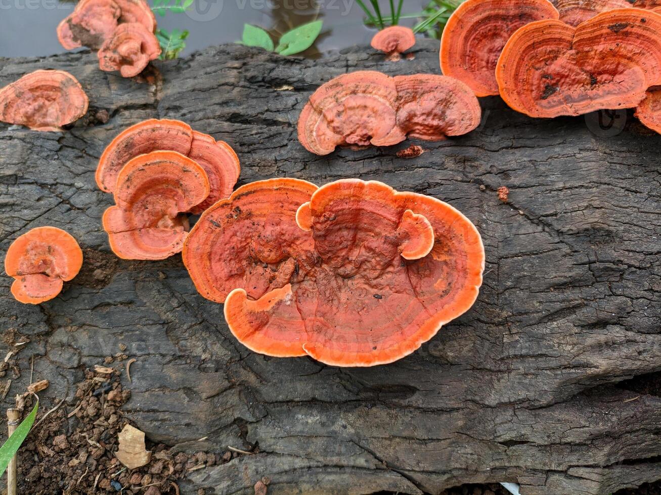Vibrant Orange Bracket Fungi On A Weathered Log photo