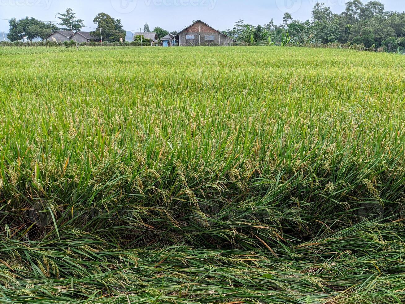 Lush Rice Paddy Field With Rustic Hut In Background photo