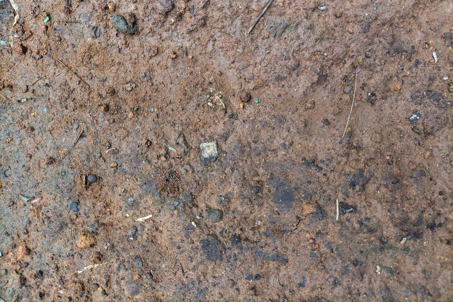 Close Up Of Textured Wet Earth With Various Debris photo