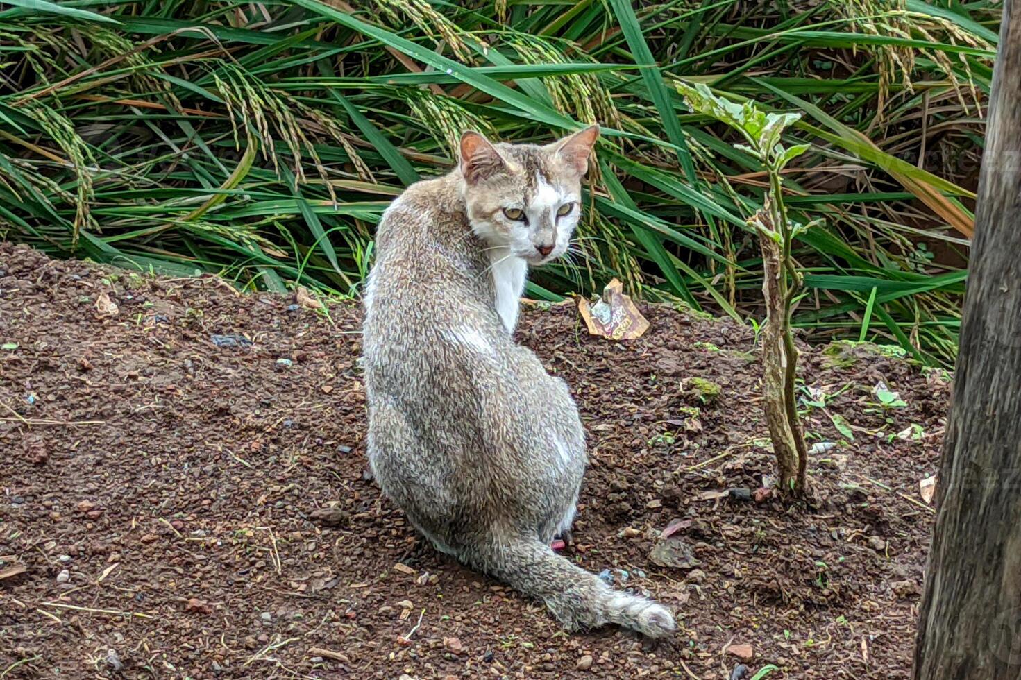Gray And White Cat Sits In A Field Of Lush Green Grass photo