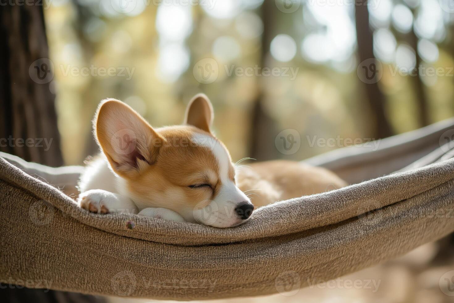 Adorable corgi puppy peacefully napping photo