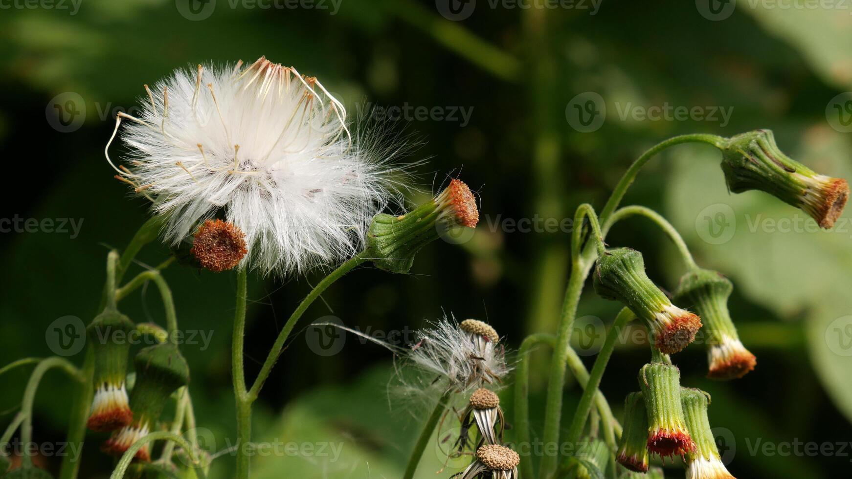Close up Dandelion flower features a head full of soft white fluff, flanked by several unbloomed green buds. Blurred green foliage background. photo