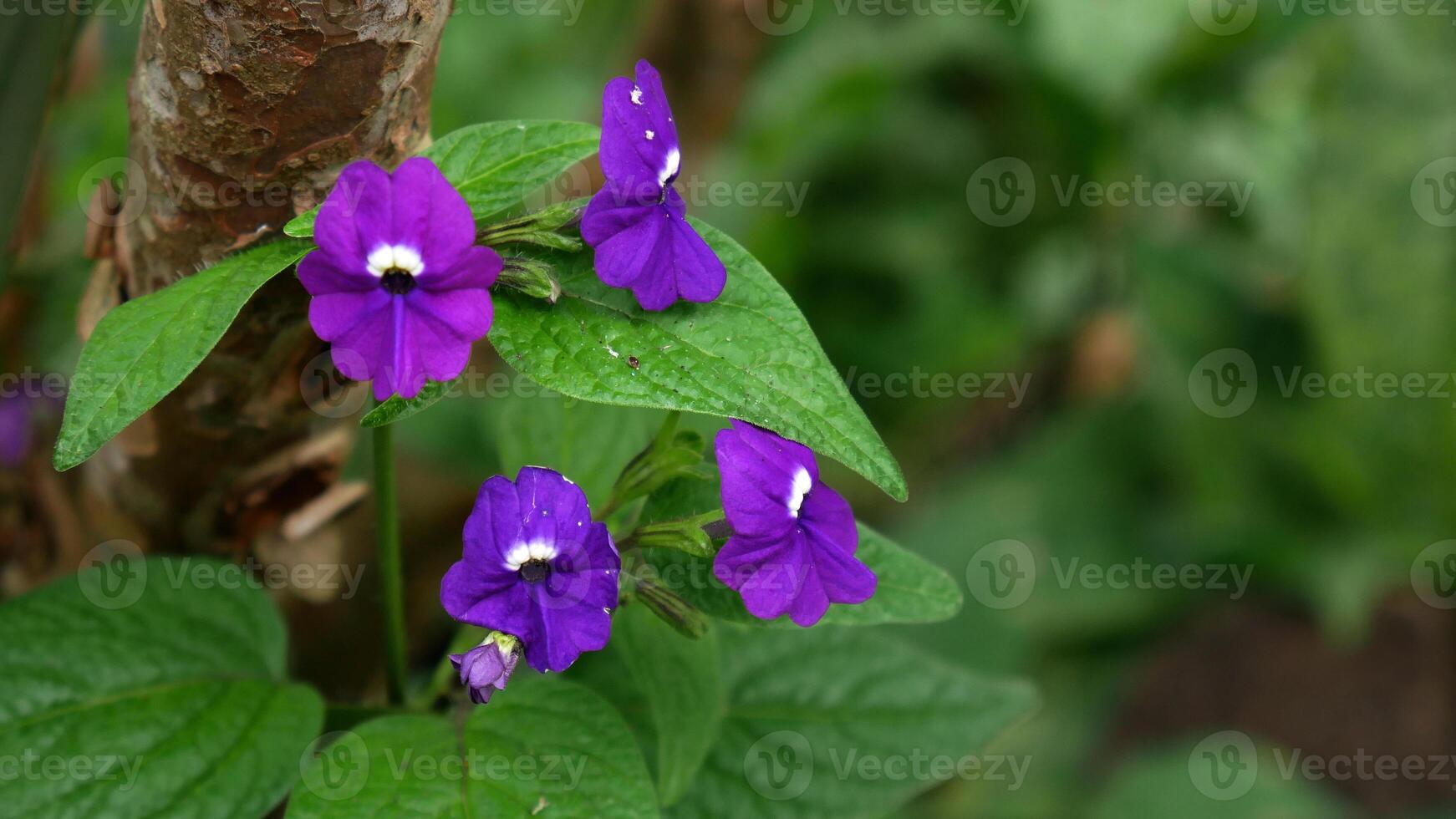 Purple Busy Lizzie flowers with bright white centers surrounded by fresh green leaves. The flowers stand out against the brown tree trunk in the background. photo