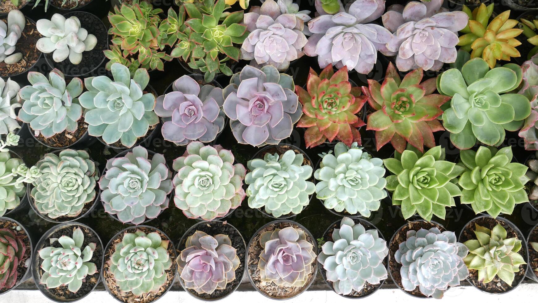 Various types of succulents cactus placed in black pots. These succulents have a range of colors from green, purple, to blue with different leaf shapes, from pointed to round. photo