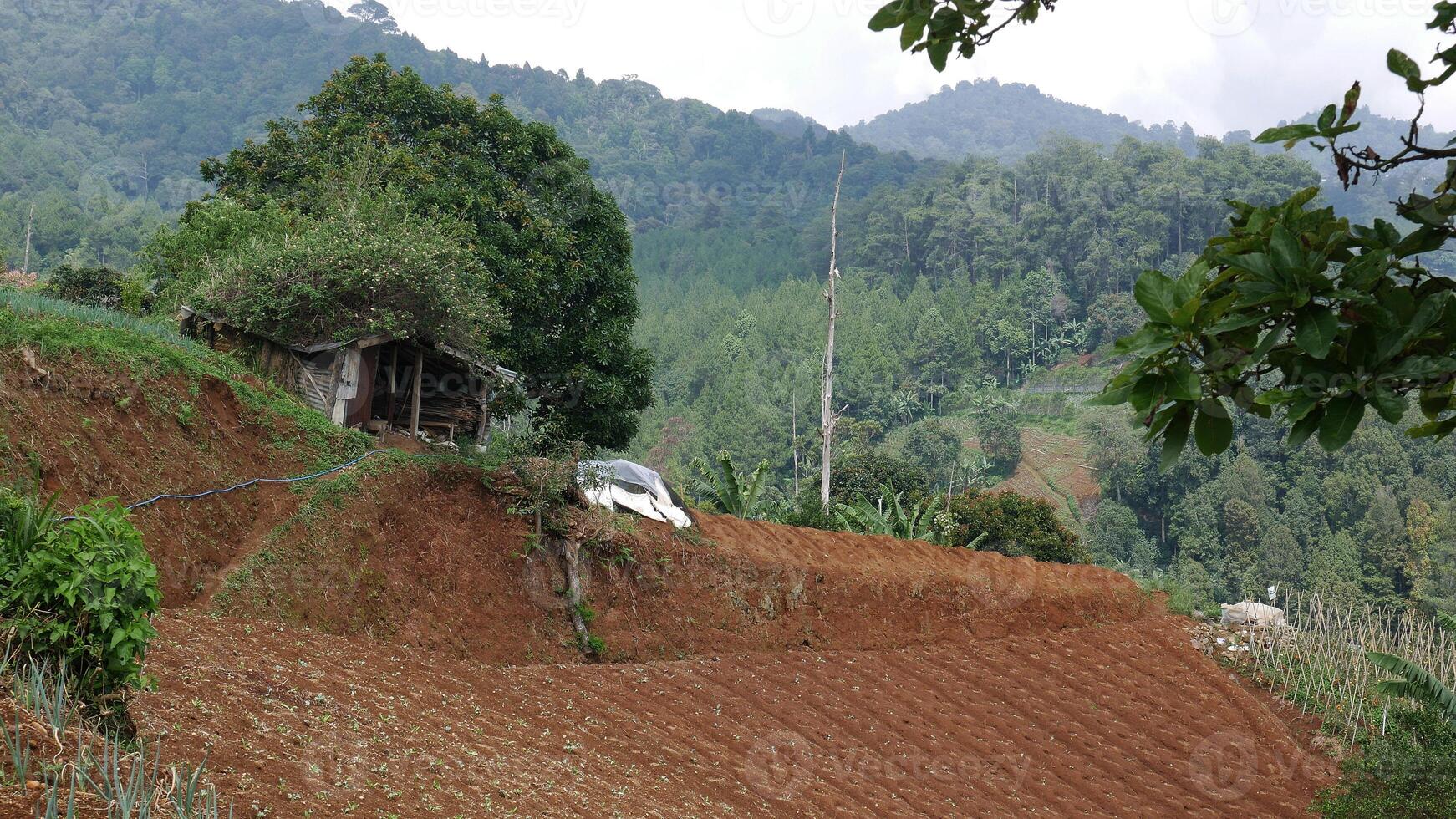 An old farmer's hut on a hillside in front of which is a plantation that has been planted with seedlings. In the background, there is a dense green forest and mountains filled with trees. photo