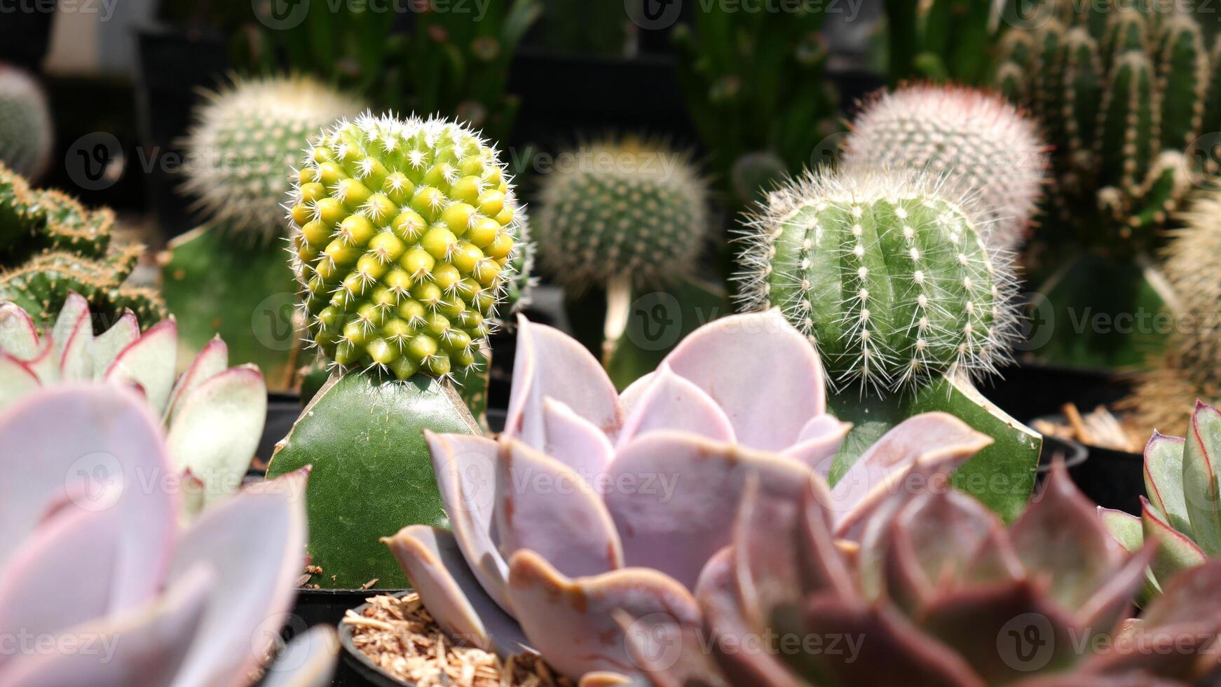 Collection of mini cactus or cacti and succulents with soft colors like light green and pastel purple. In the background, there are black and white pots containing uniquely shaped cactus. photo