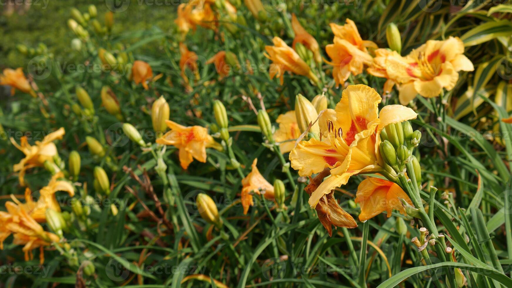 A group of Daylily flowers with a combination of orange and yellow colors bloom abundantly in the garden. photo