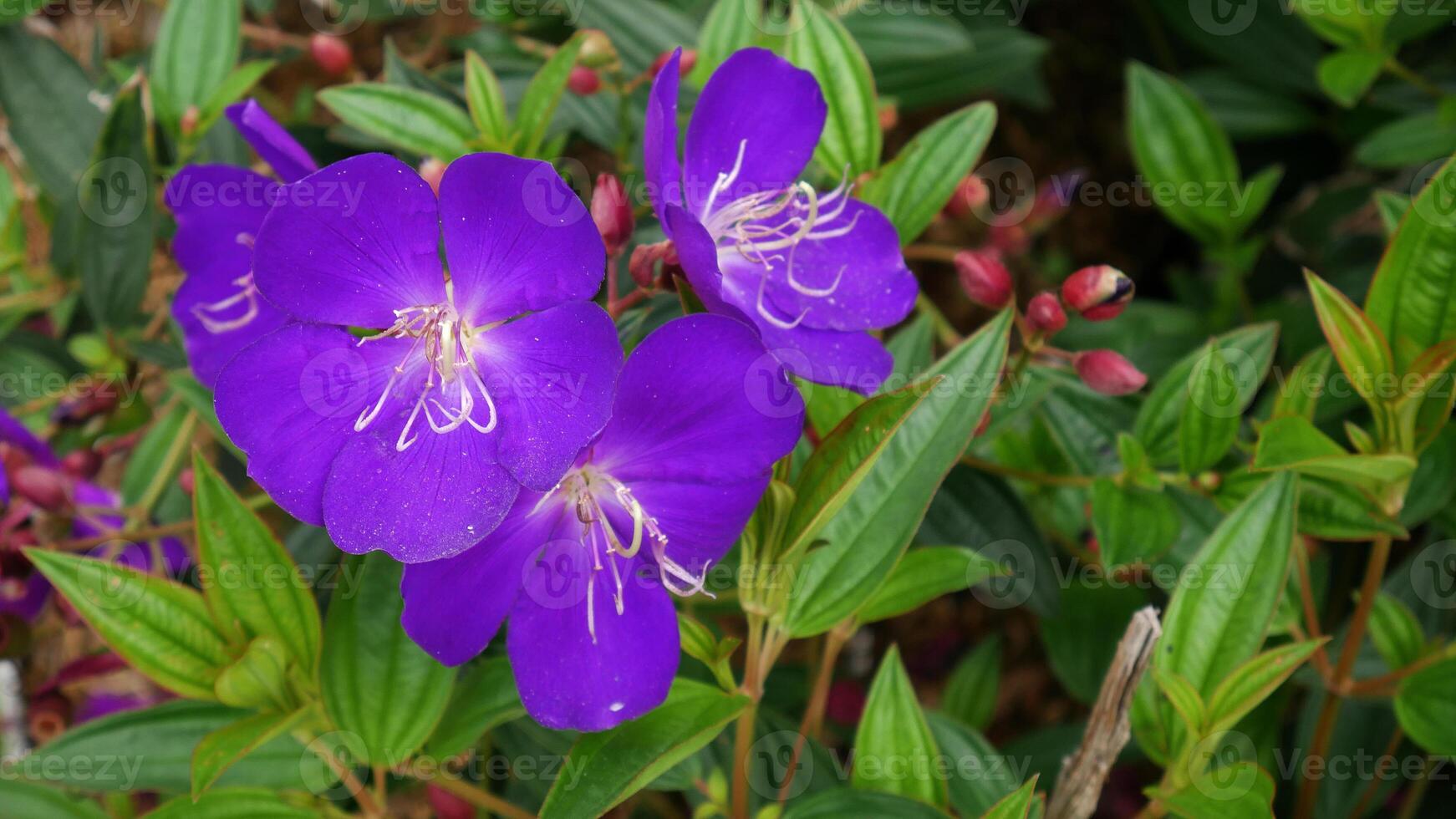The striking purple flower of Princess Flower or Tibouchina urvilleana stands out against the lush green foliage and unopened red buds, offering a visually captivating and contrasting scene. photo