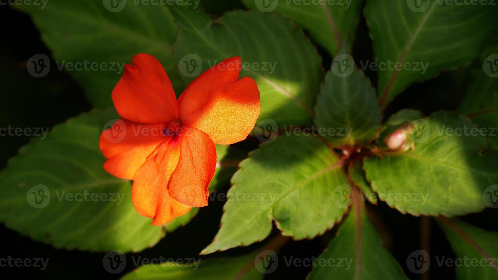 Bright orange Busy Lizzie or Balsam with a reddish-purple center. Its oval-shaped green leaves with serrated edges provide a fresh and attractive look. photo