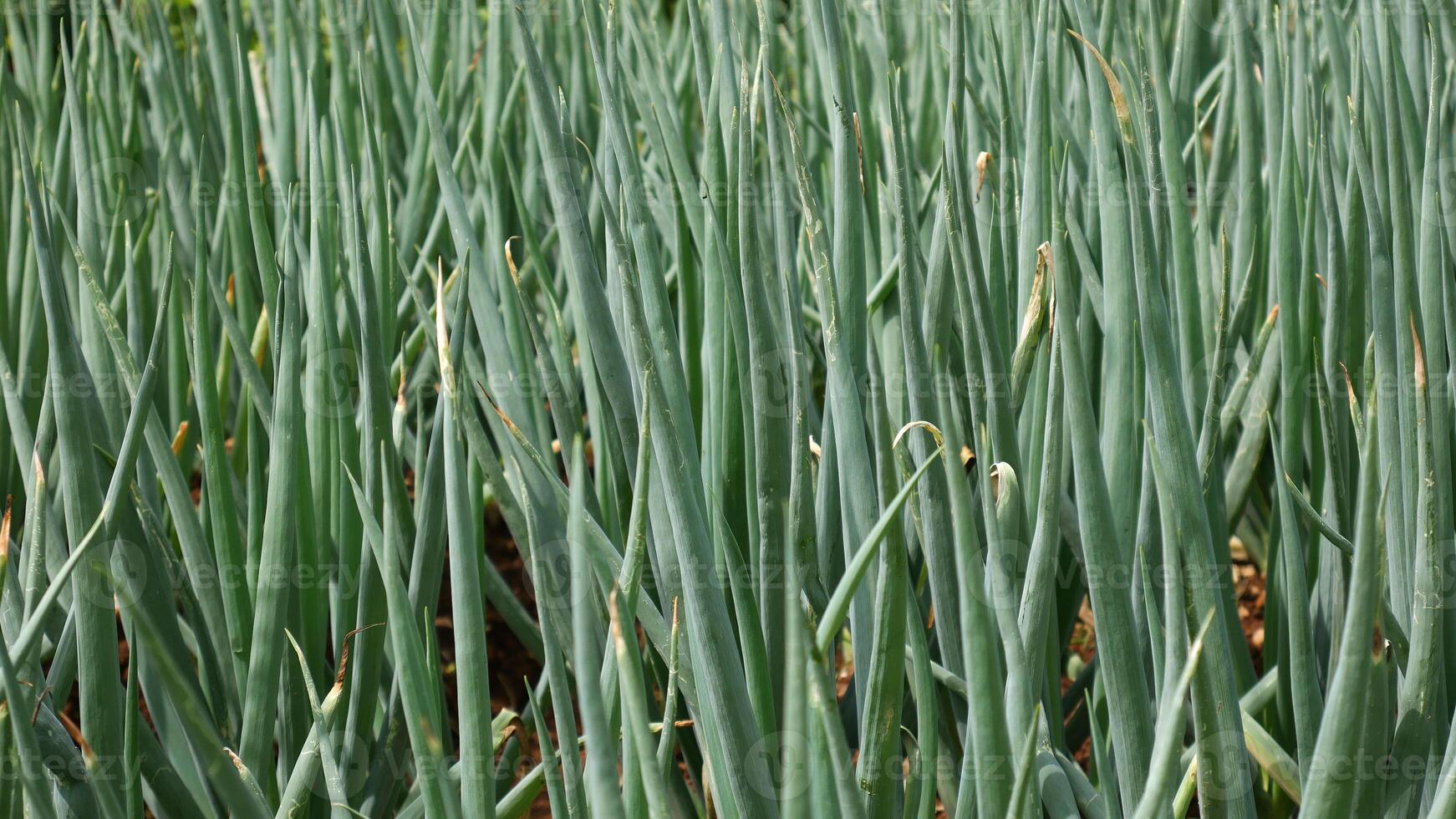 Onion plants with green leeks growing densely and healthily in the field, with upright green leaves. photo
