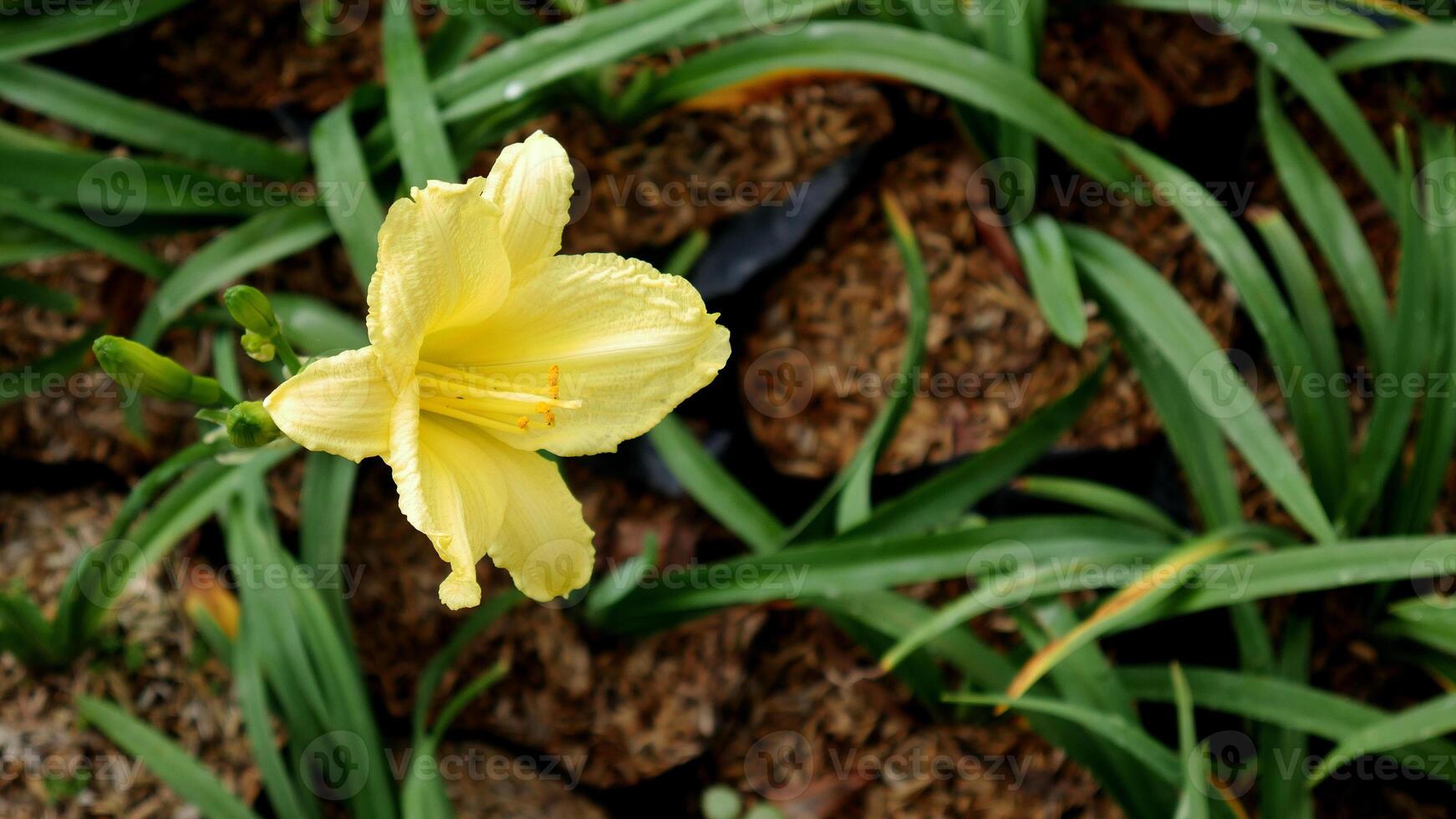 A blooming yellow Daylily flower with a background of green foliage and rocky soil. photo