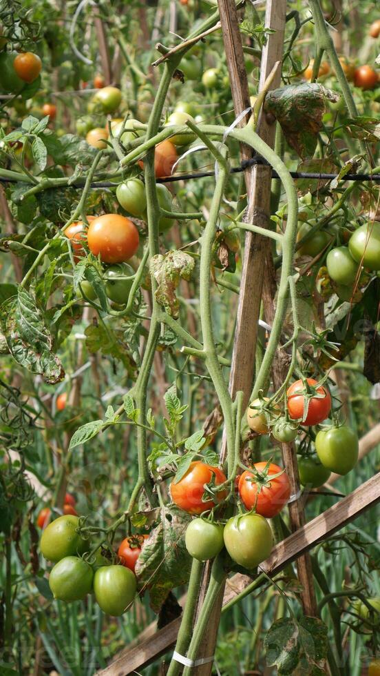 Ripe red and unripe green tomatoes growing on sturdy stems. The wooden framework ensures the plant's stability in the garden. photo