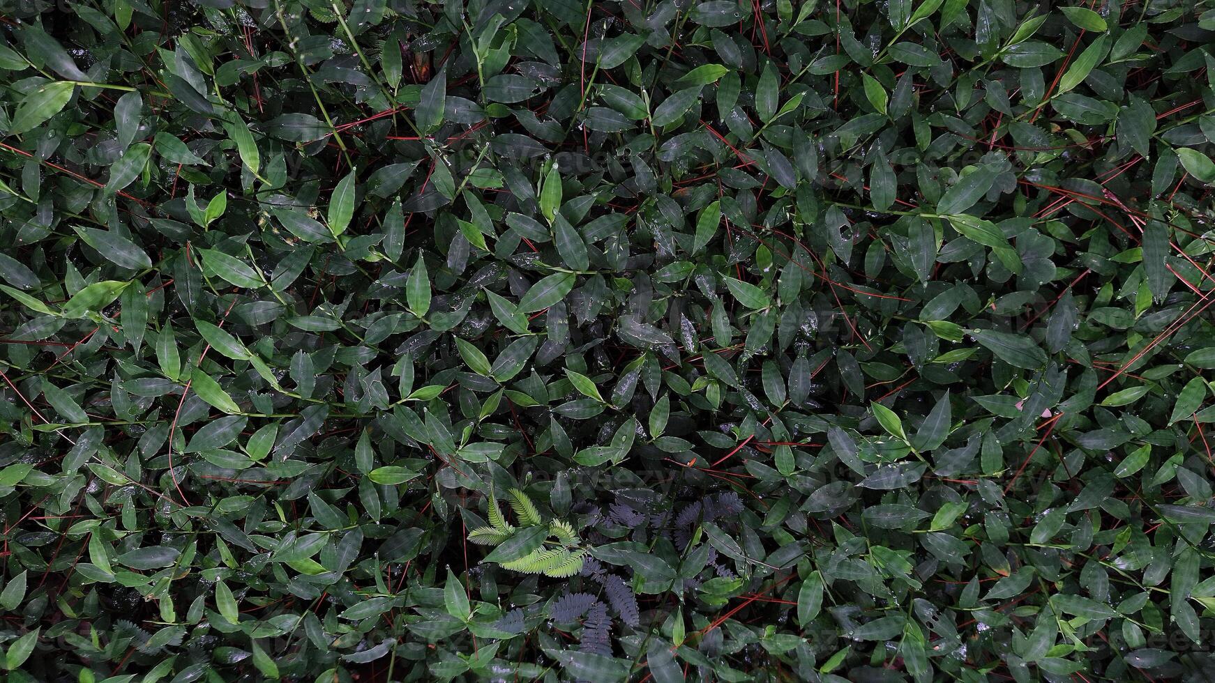 Wild plants in the middle of the forest with thick green leaves, red stems that provide contrast and, ferns add unique texture and variety. photo