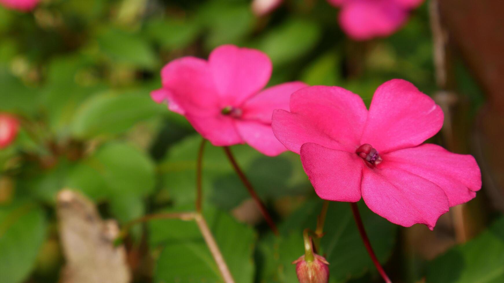 Bright pink Busy Lizzie flowers with large five petals, surrounded by elongated green leaves. The background shows similar flowers slightly blurred, creating an enchanting composition. photo