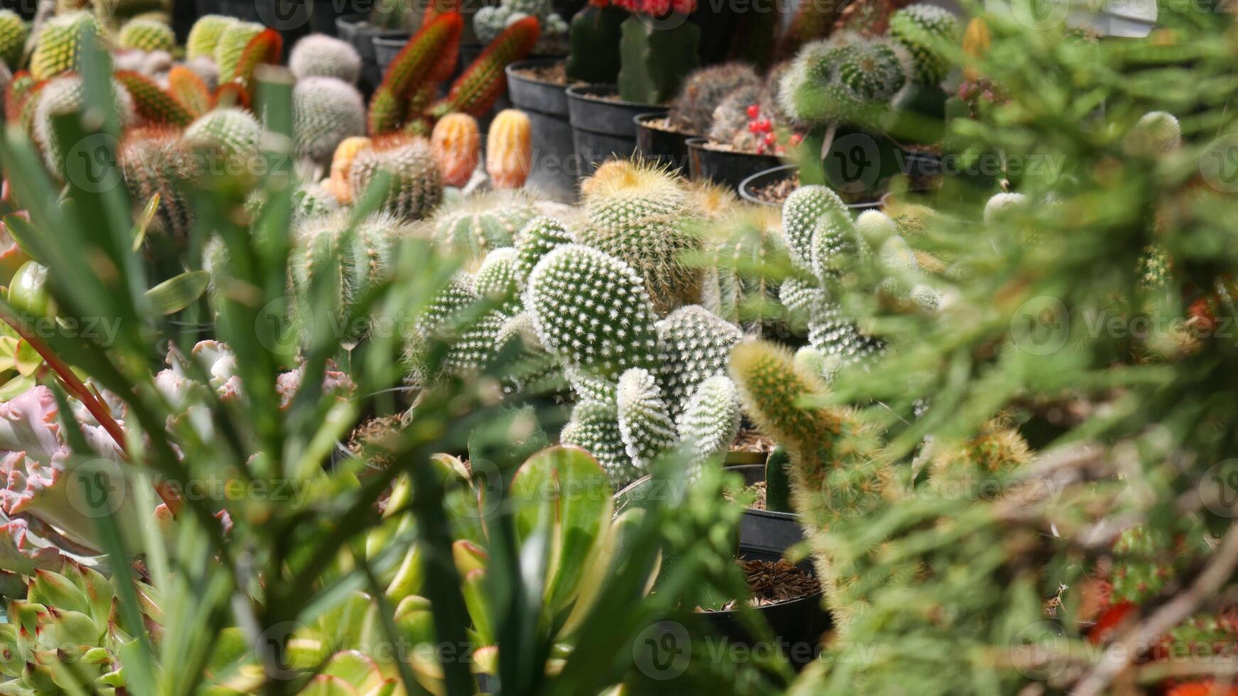 A variety of mini cactus or cacti with attractive colors, surrounded by green plants in the foreground blurred. photo