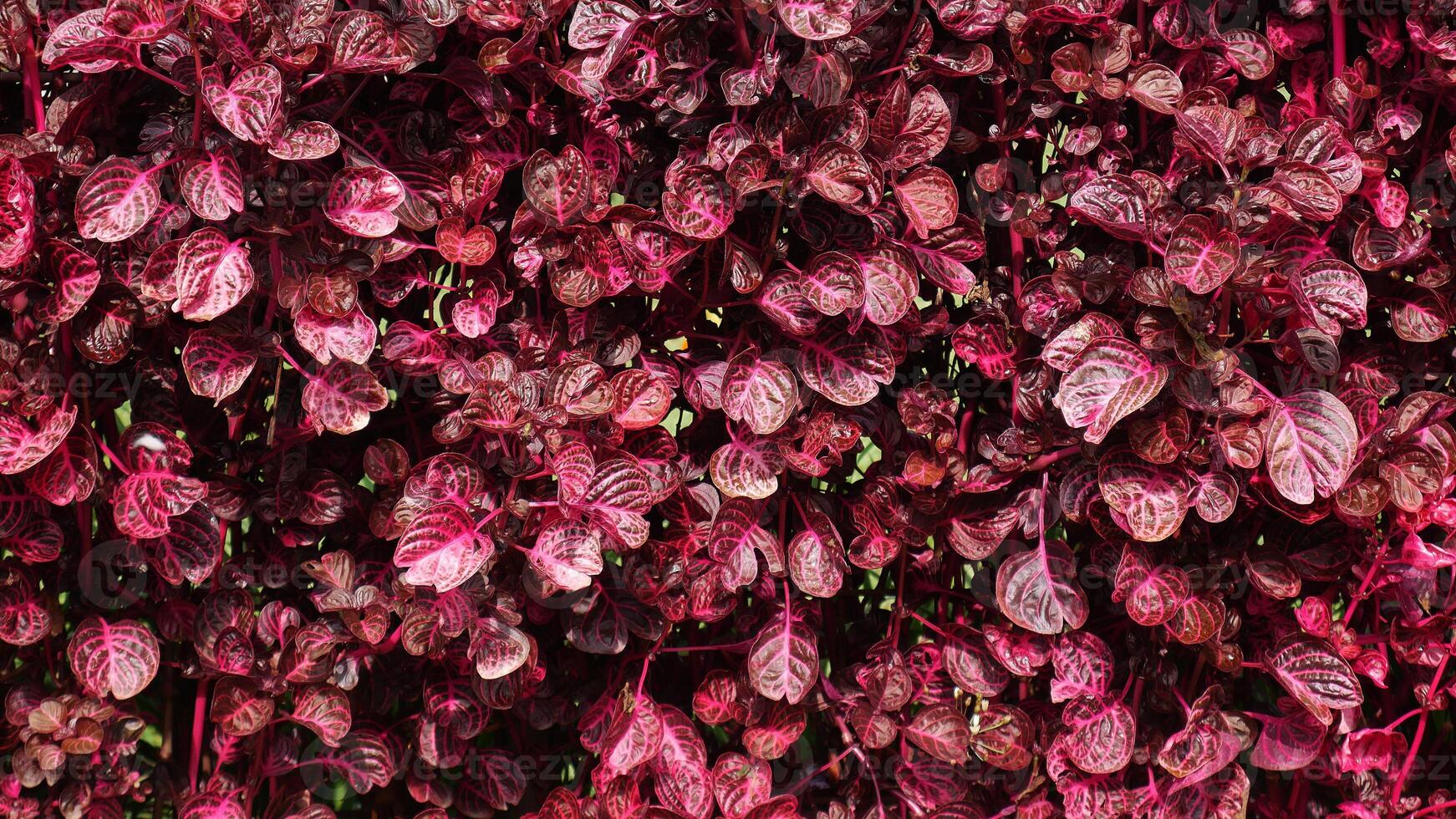 This Bloodleaf or Iresine herbstii plant appears with beautiful, shiny red pattern details, usually used to beautify fences. photo