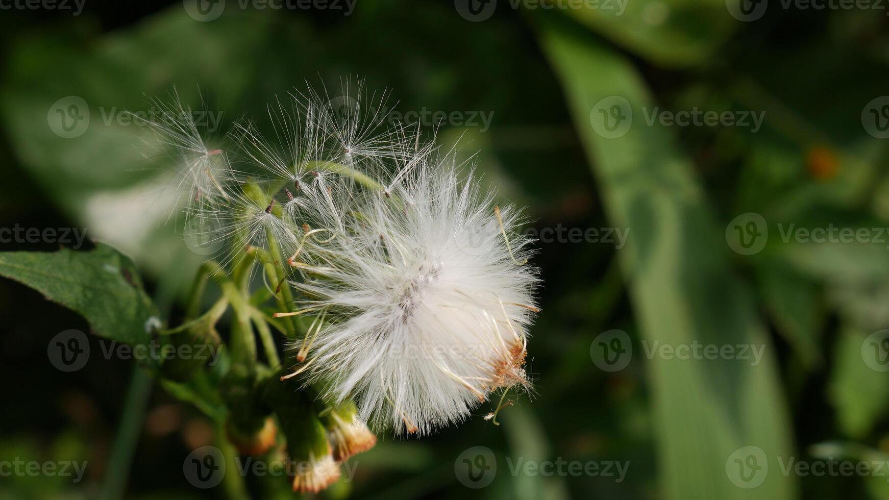 Close up Dandelion flower features a head full of soft white fluff, flanked by several unbloomed green buds. Blurred green foliage background. photo
