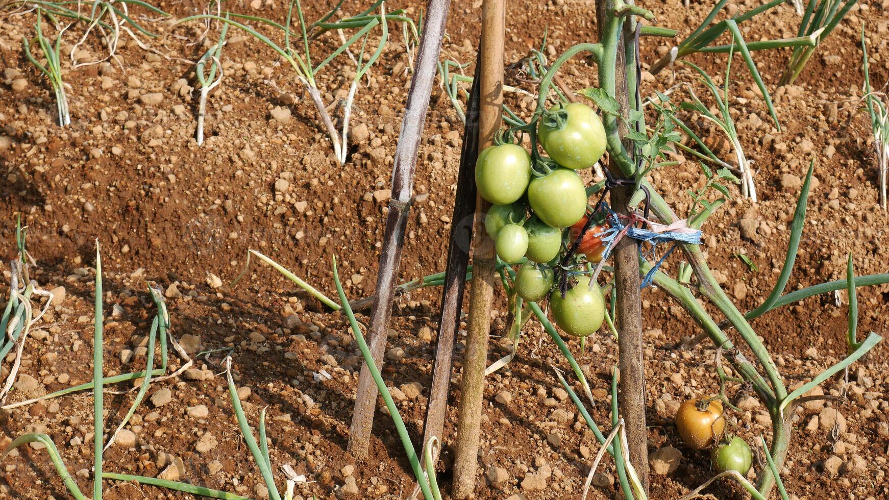Green tomato fruit hanging from plant stems supported by wood. And the leek plants look like they have just been planted in the same field. photo