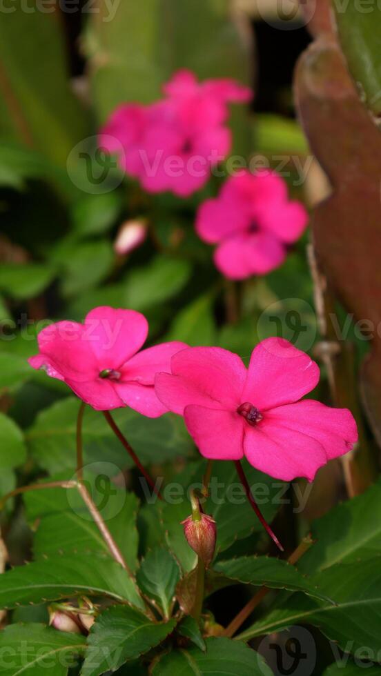 Pink Busy Lizzie flowers with five petals, surrounded by lush green leaves. There are a few more pink flowers in the background, enhancing the beauty of this composition. Selective Focus. photo