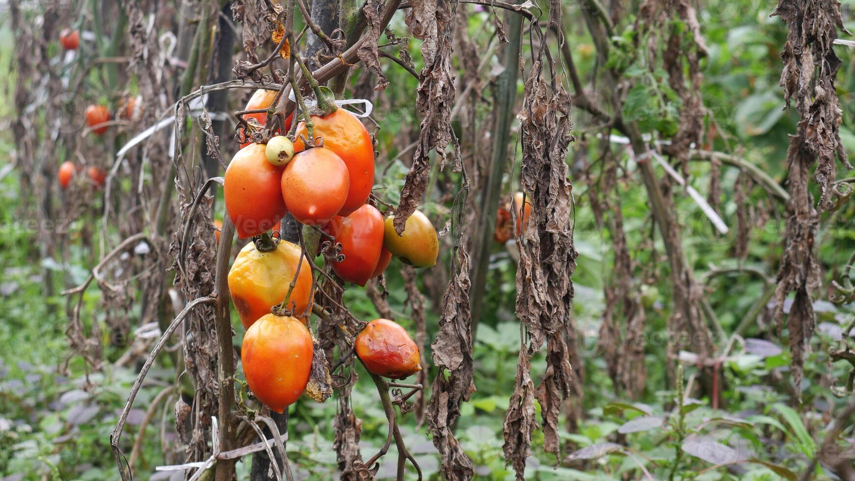 Selective focus, ripe red tomatoes hanging on stems surrounded by dry leaves in a field, with a background of green leaves photo