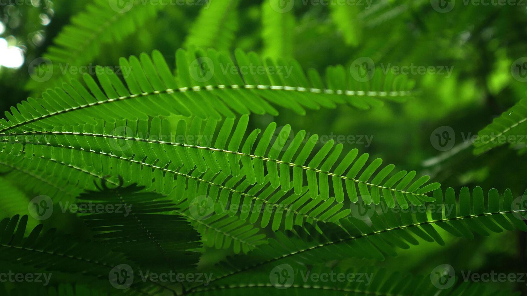 Leaves of the silk tree or Albizia julibrissin are oval and symmetrically arranged with a bright green color that looks beautiful and elegant when backlight. photo