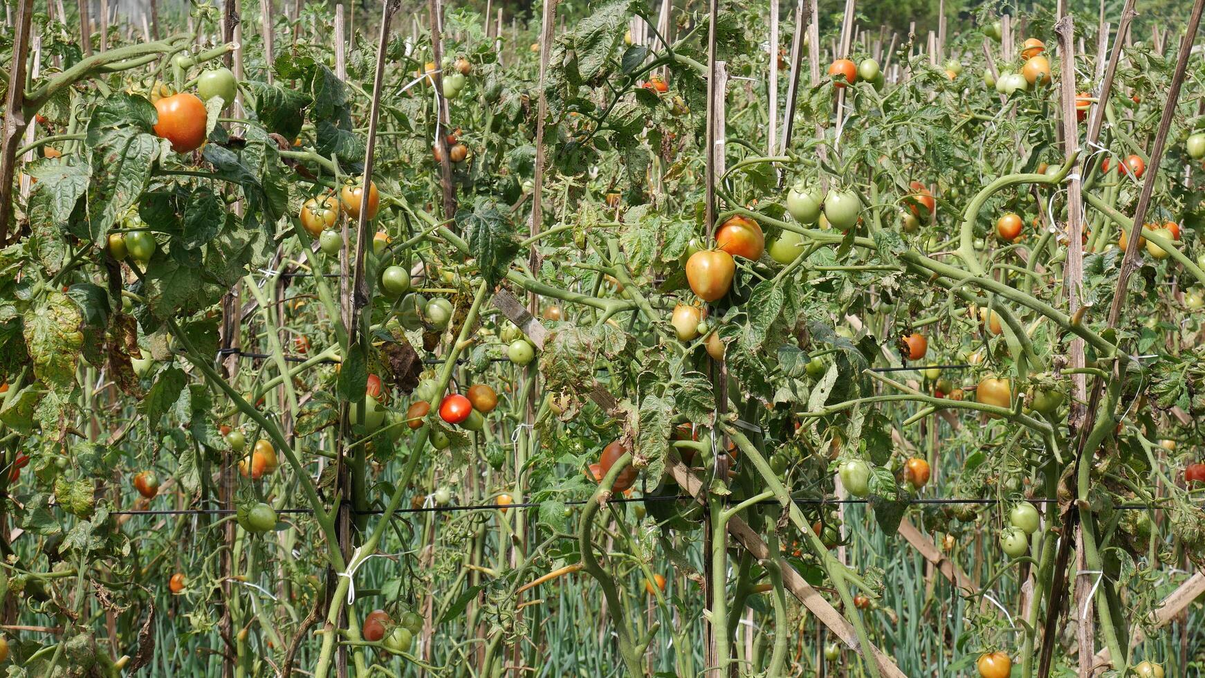 Tomato fruits ranging from light green to fully ripe red hang from plant stalks, against a background of simple wooden supports. photo