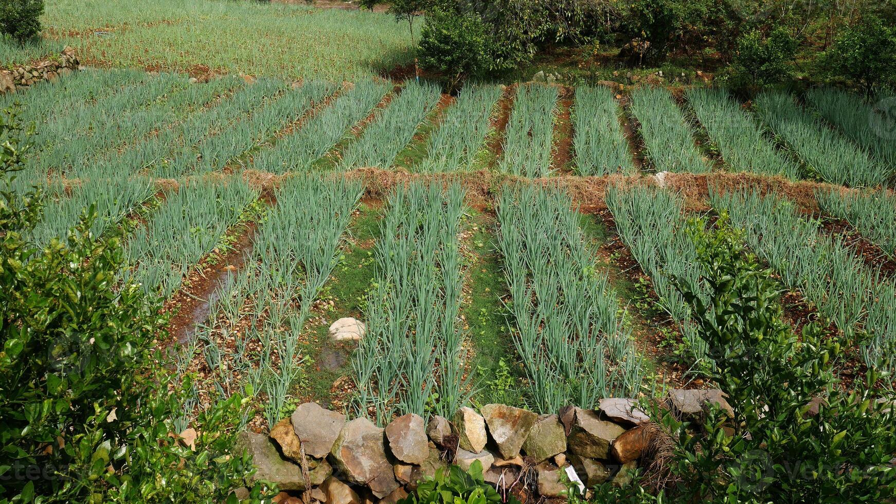 Lush leek Farm with trees in the background, rocks in the foreground and a lime tree photo