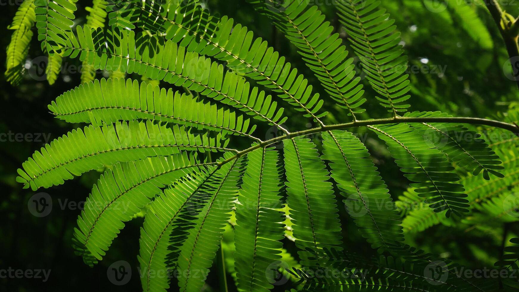 The bright green leaves of the silk tree or Albizia julibrissin, arranged symmetrically, look very beautiful in backlight, creating interesting and refreshing shadows. photo
