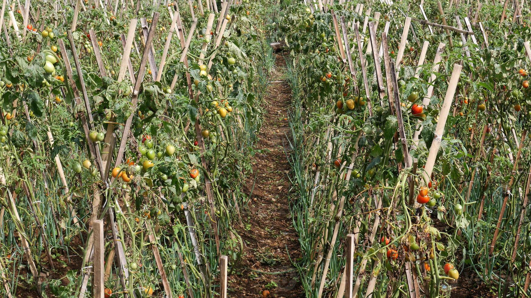 Tomato gardens with green to red fruit look neatly maintained, with wooden supports to keep the trees standing upright. photo