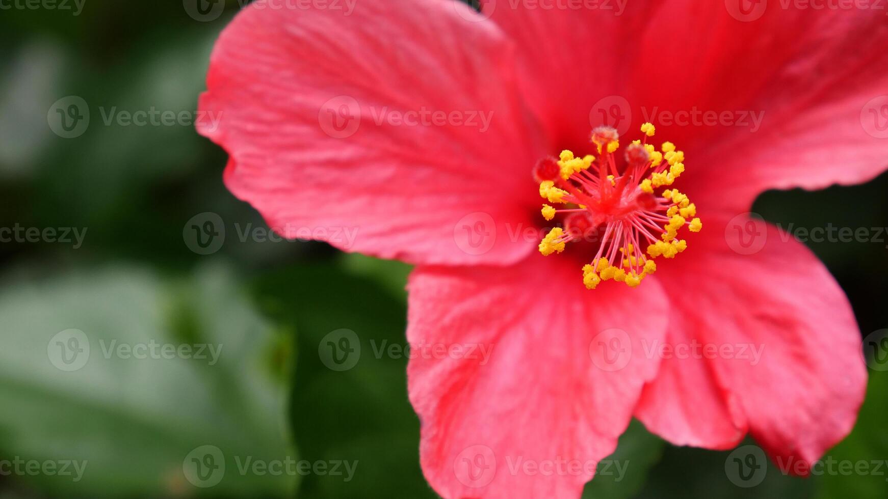 Close up a bright red hibiscus flower in full bloom, with prominent yellow stamens in the center. The green leafy background enhances the beauty of this flower. photo