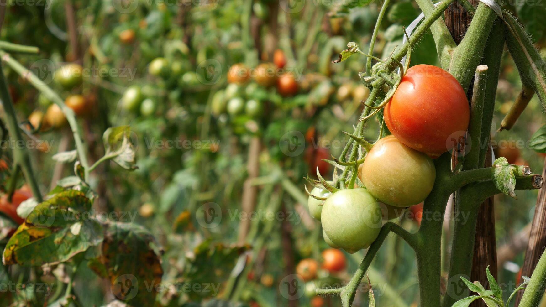 Selective focus, Various shades of tomatoes, from green to red, are visible on this plant. Wooden supports aid the plant's growth, with a blurry background of other tomatoes hanging down. photo