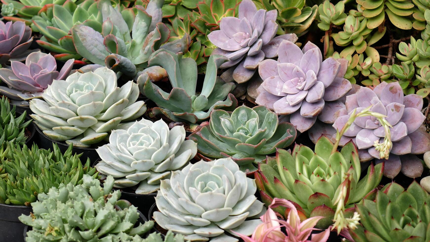 Close up variety of shapes and colors in succulent plants placed in black pots. These plants have different leaves, from pointed to round, with mesmerizing green, purple, and blue colors. photo