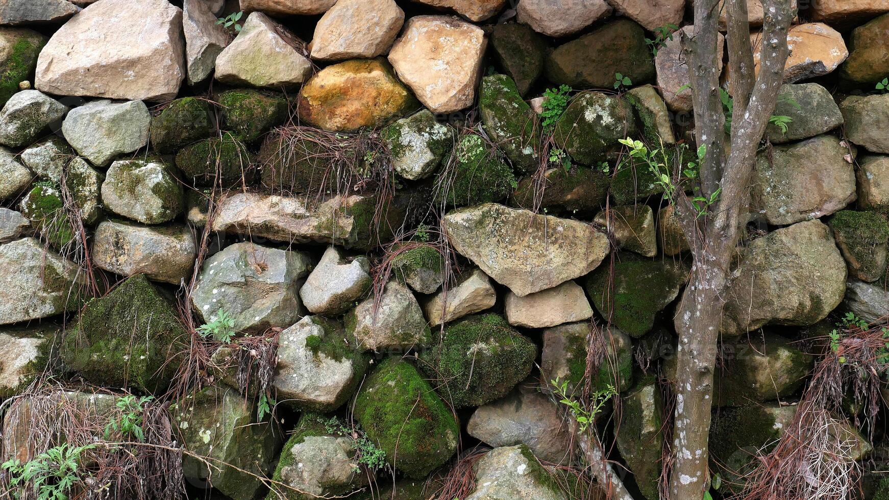 An arrangement of natural stones adorned with thick green moss, a small tree with textured bark, and thriving wild plants growing in the stone crevices. photo