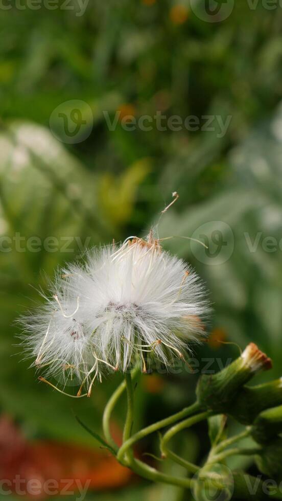 Close up Dandelion flower features a head full of soft white fluff, flanked by several unbloomed green buds. Blurred green foliage background. photo