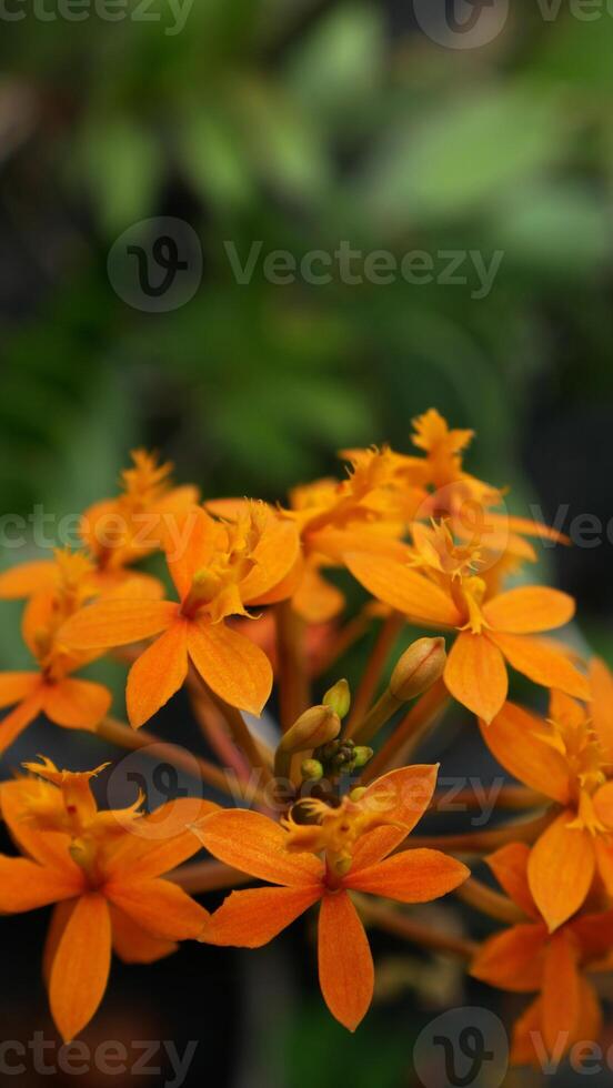 Close up Epidendrum radicans. This flower is one of the orchid species that has a bright orange color. Flowers are in tropical and subtropical areas and are often used as ornamental plants. photo