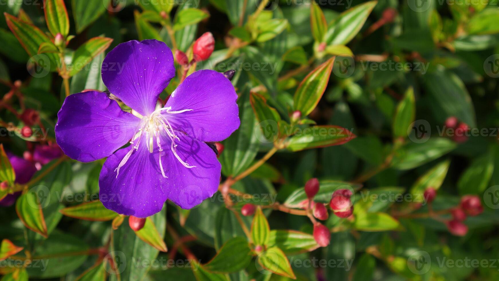 The striking purple flower of Princess Flower or Tibouchina urvilleana stands out against the lush green foliage and unopened red buds, offering a visually captivating and contrasting scene. photo