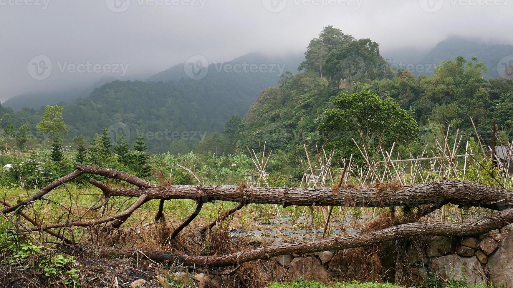 A fallen tree lying across a plantation with a view of green and dense mountains covered in thick fog. Around there are various types of green plants and bushes. photo