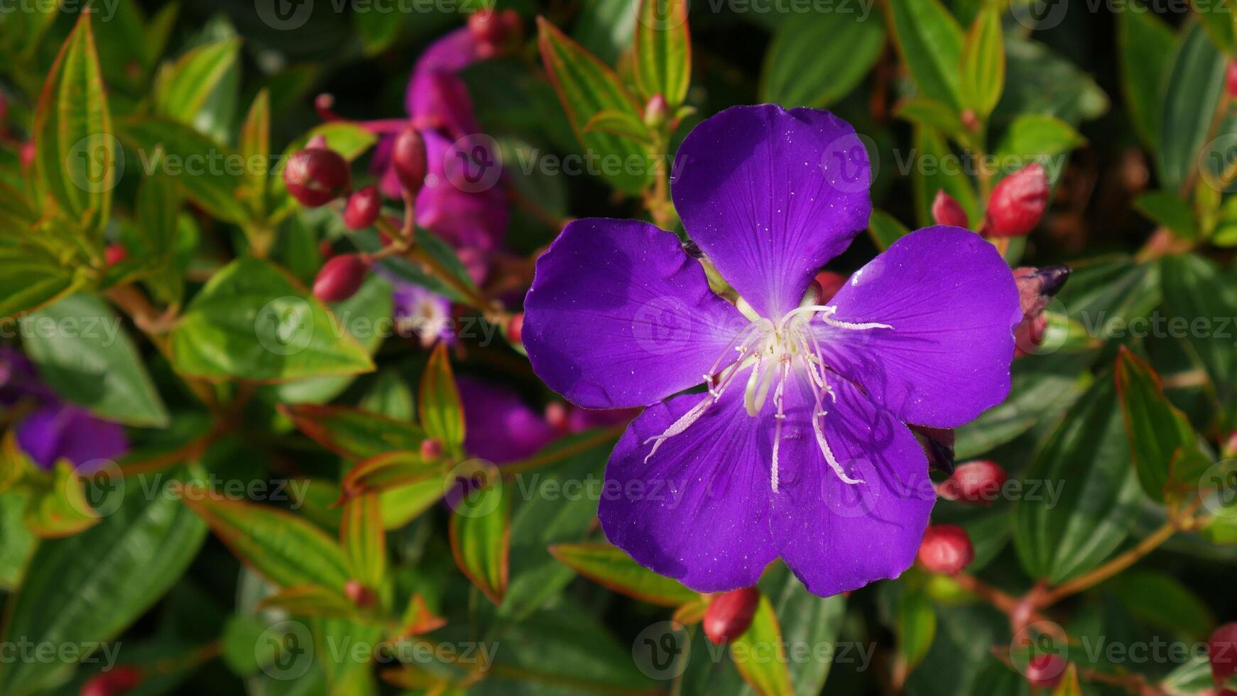 The striking purple flower of Princess Flower or Tibouchina urvilleana stands out against the lush green foliage and unopened red buds, offering a visually captivating and contrasting scene. photo