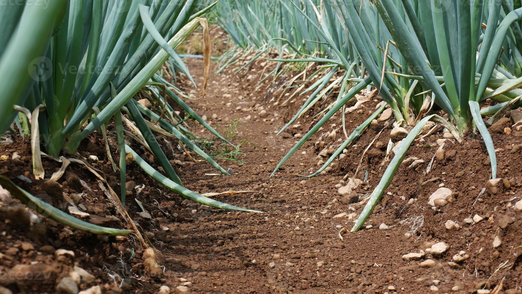 Rows of Onion plants forming an organic green leek fresh, on reddish brown soil with a coarse texture and small rocks photo
