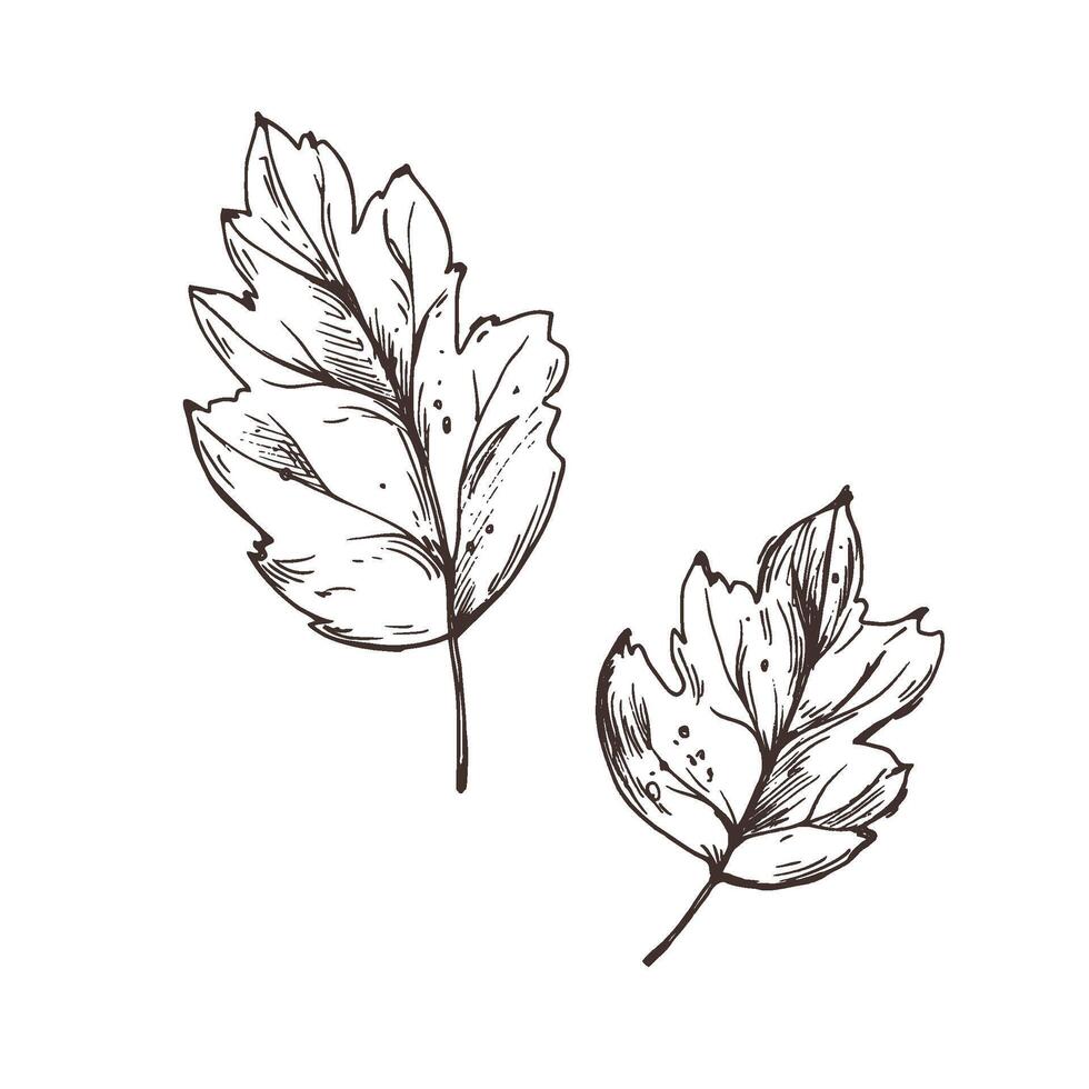 Two maple leaves autumn season. Line art graphic hand drawn brown ink monochrome. Set of isolated EPS elements illustration vector