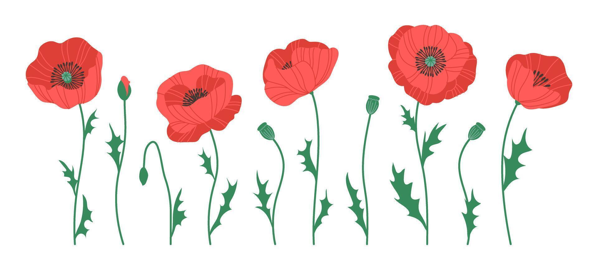 Set of red flowers, poppies. Spring or summer botanical illustration isolated on white vector