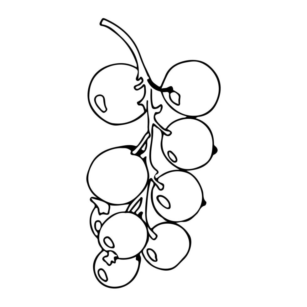 Branch with berries in doodle style. vector