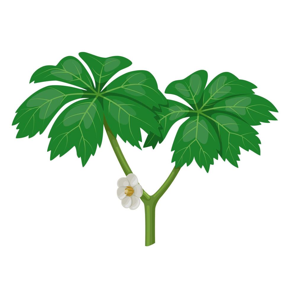 Illustration of Mayapple plant, scientific name Podophyllum peltatum, isolated on white background. vector