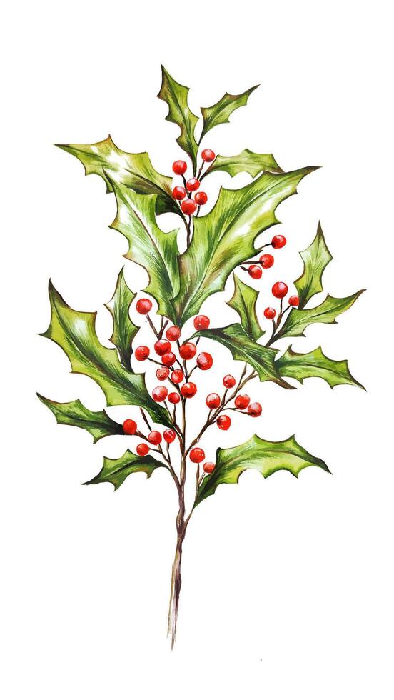 Watercolor botanical illustration of a Christmas holly, a festive winter holidays print, ecological leaves and red berries, floral decorative plant garland, hand painted element clipart isolated vector
